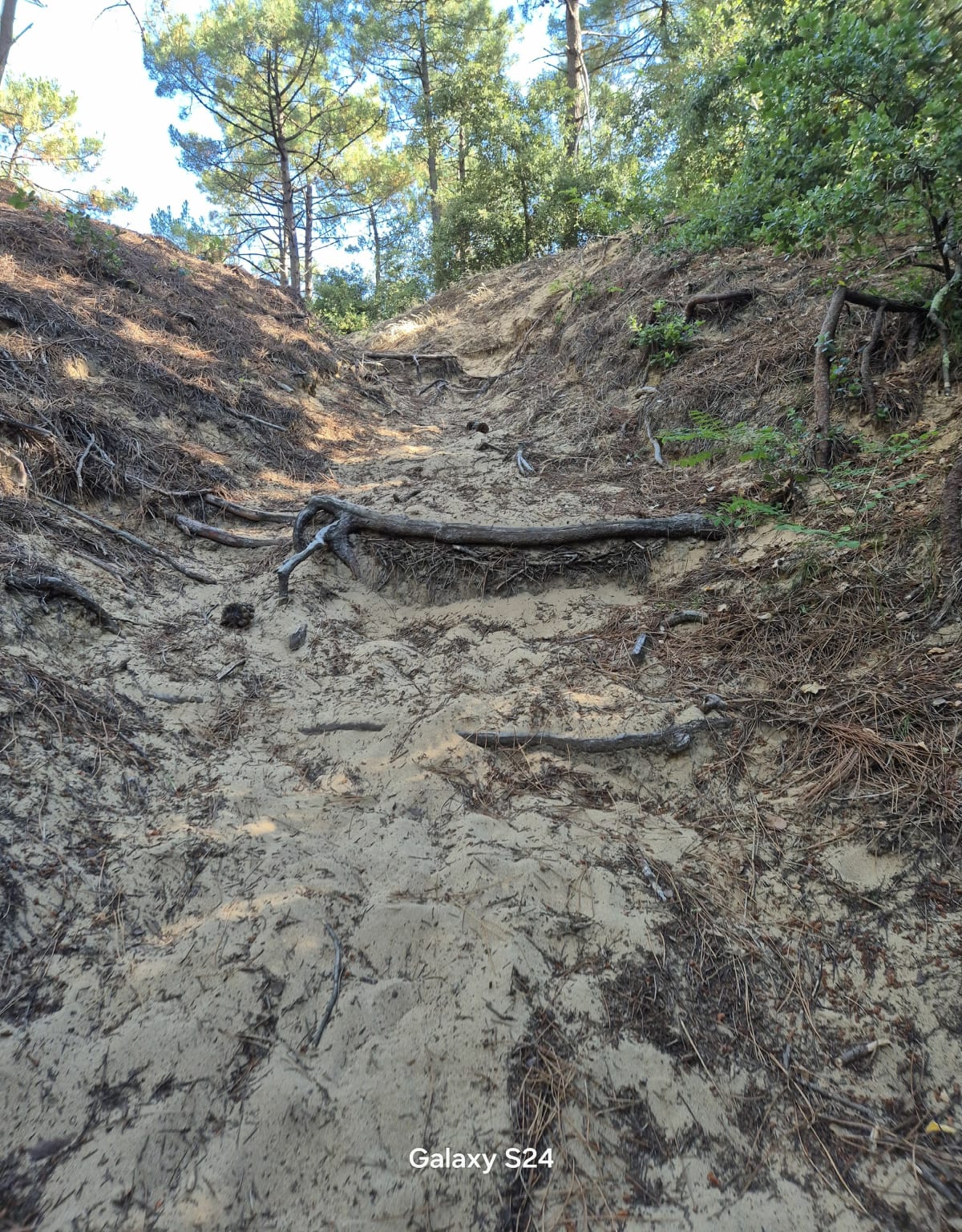 Forêt autour de Brem-sur-Mer - Brem-sur-Mer