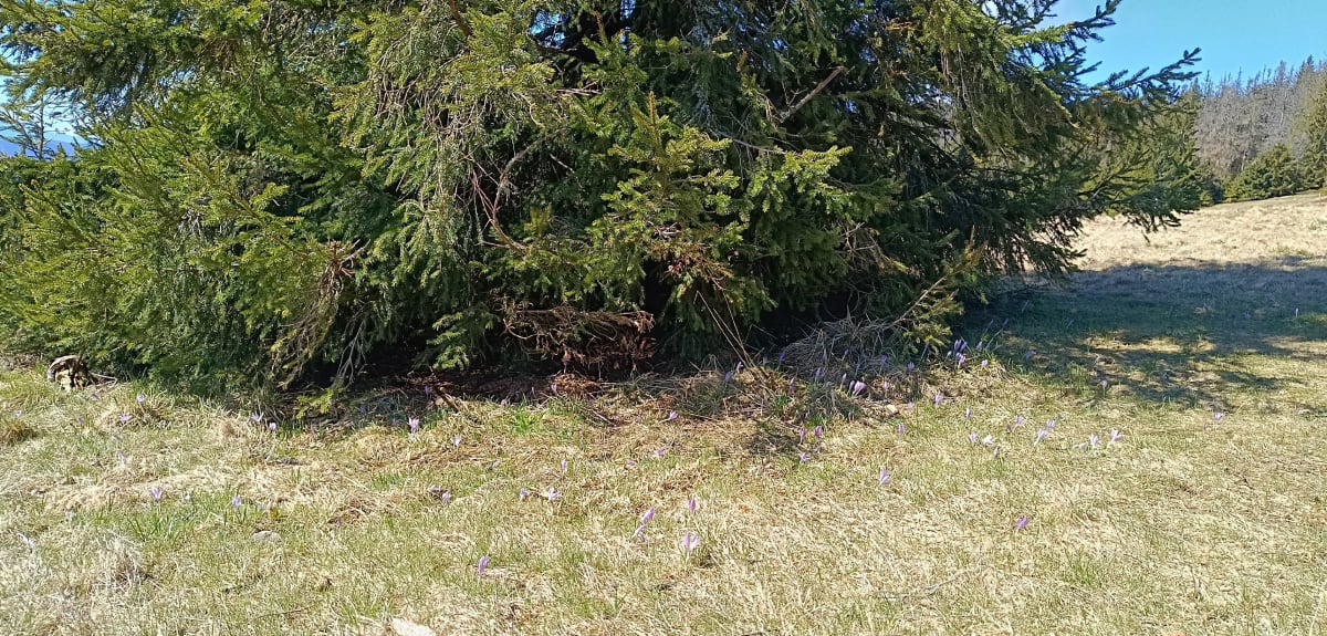 Wejście na Rysianke - Złatna