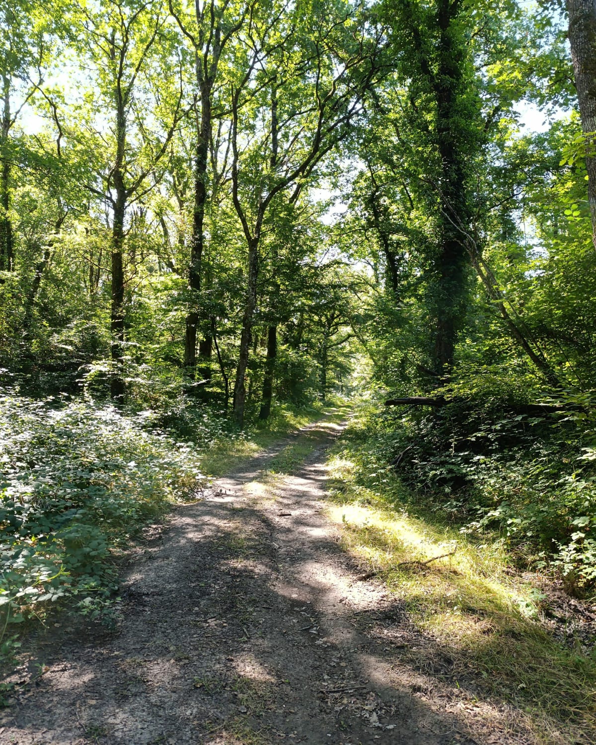 Le plateau de Civray-de-Touraine - Civray-de-Touraine