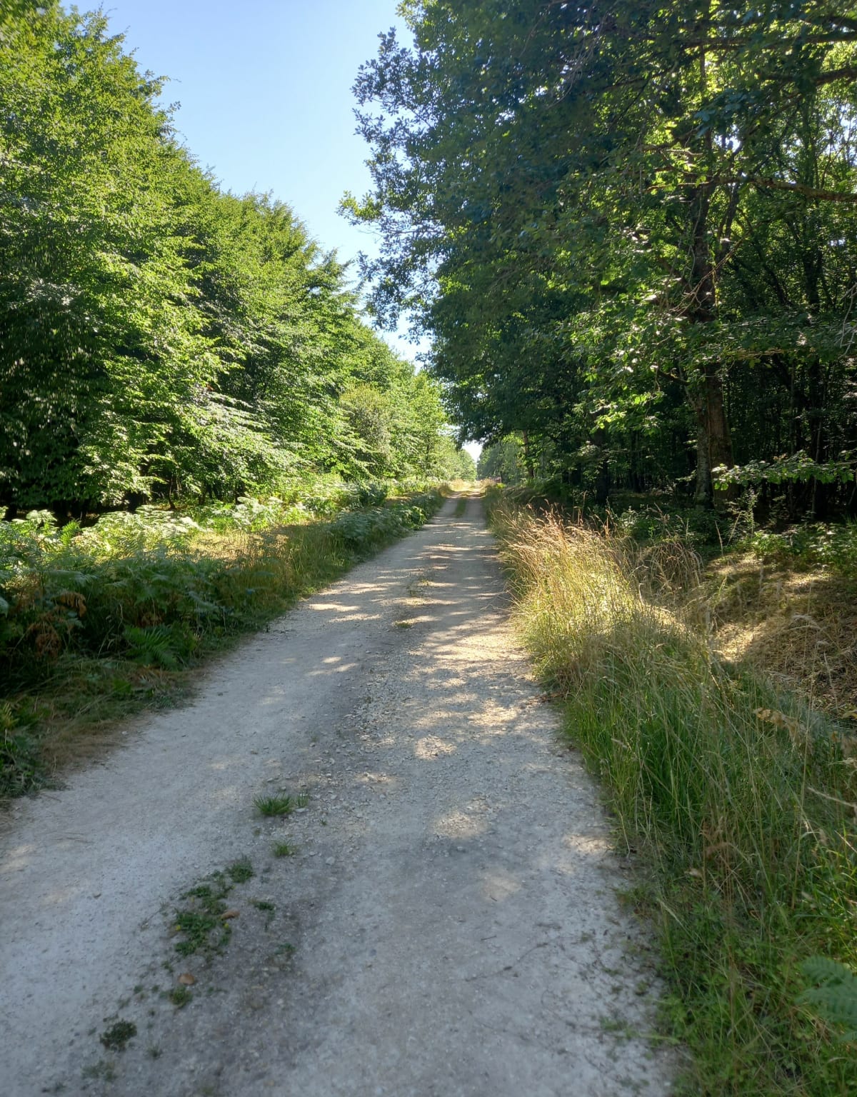 Balade forestière depuis Ardentes - Ardentes