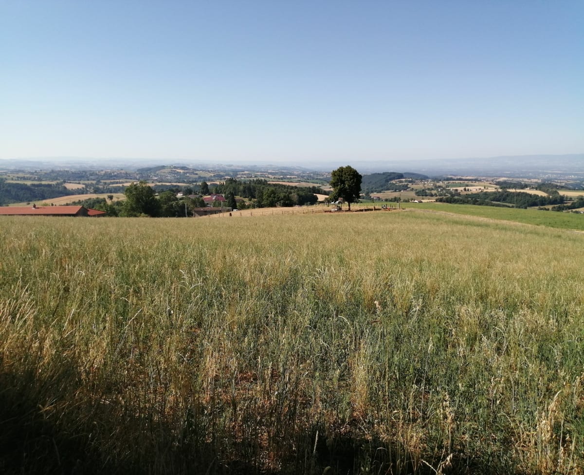 Balade autour de Sainte-Agathe-en-Donzy - Sainte-Agathe-en-Donzy