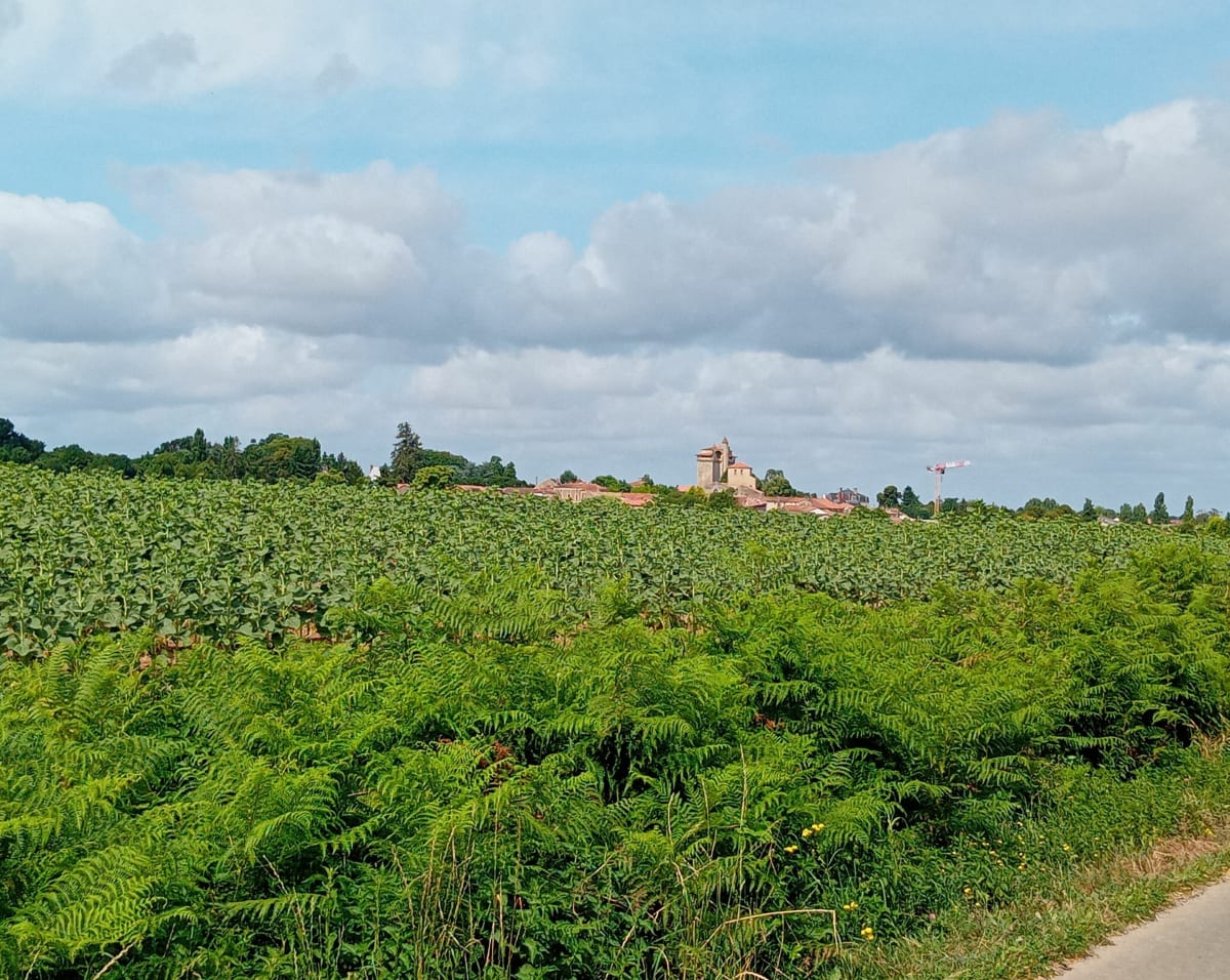 Circuit des étangs Bazoges en Pareds - Bazoges-en-Pareds