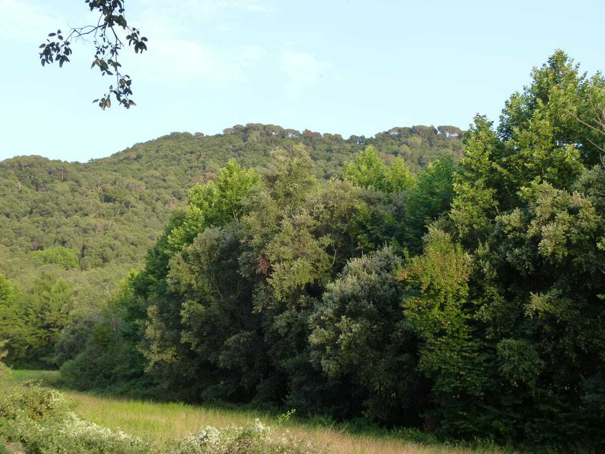 Randonnée à Sant Celoni : Exploration de Sant Esteve d'Olzinelles et ses environs - Vallgorguina