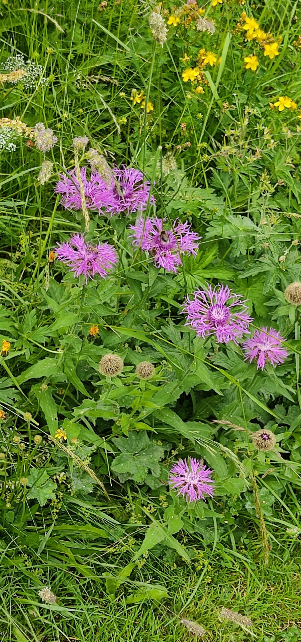 Forêt de Rothonne Belley - Belley