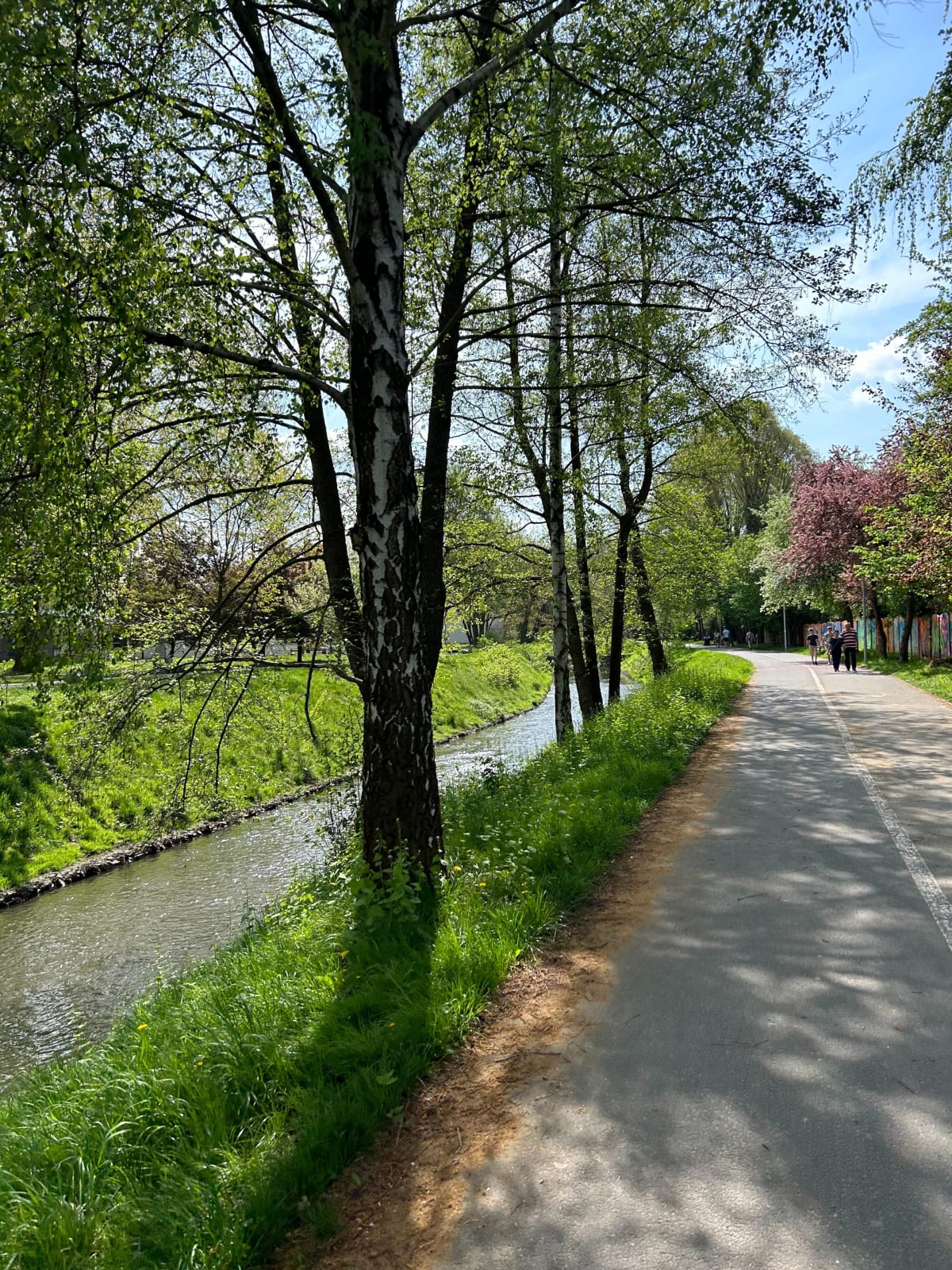 Las Szczejkowicki - Rybnik