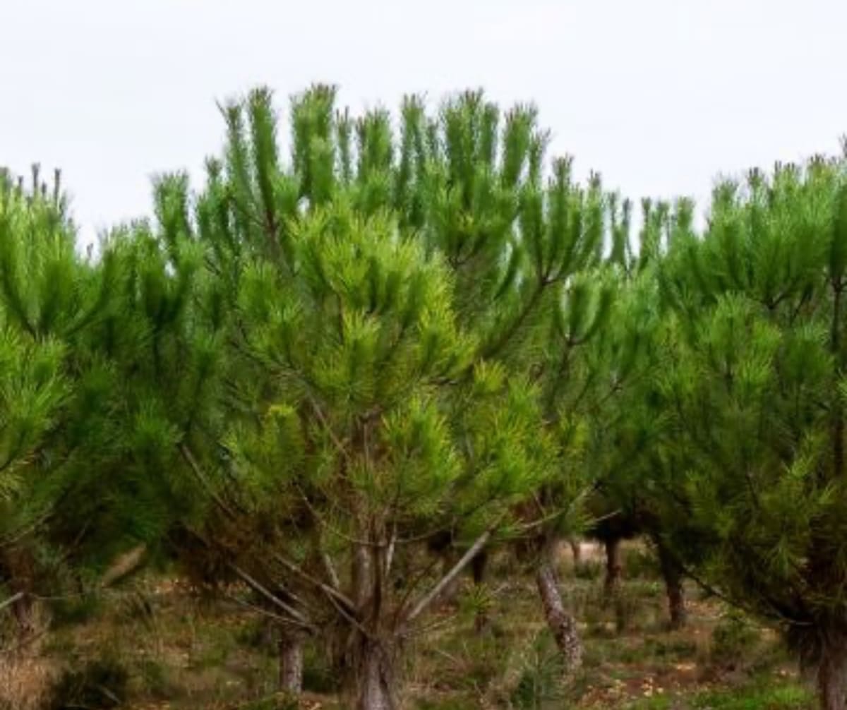Marche dans les pins autour d'Escource - Escource