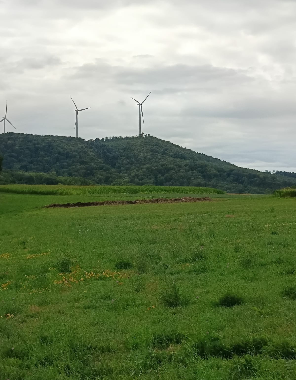 A la recherche de la Tour des bois - La Tour-de-Sçay