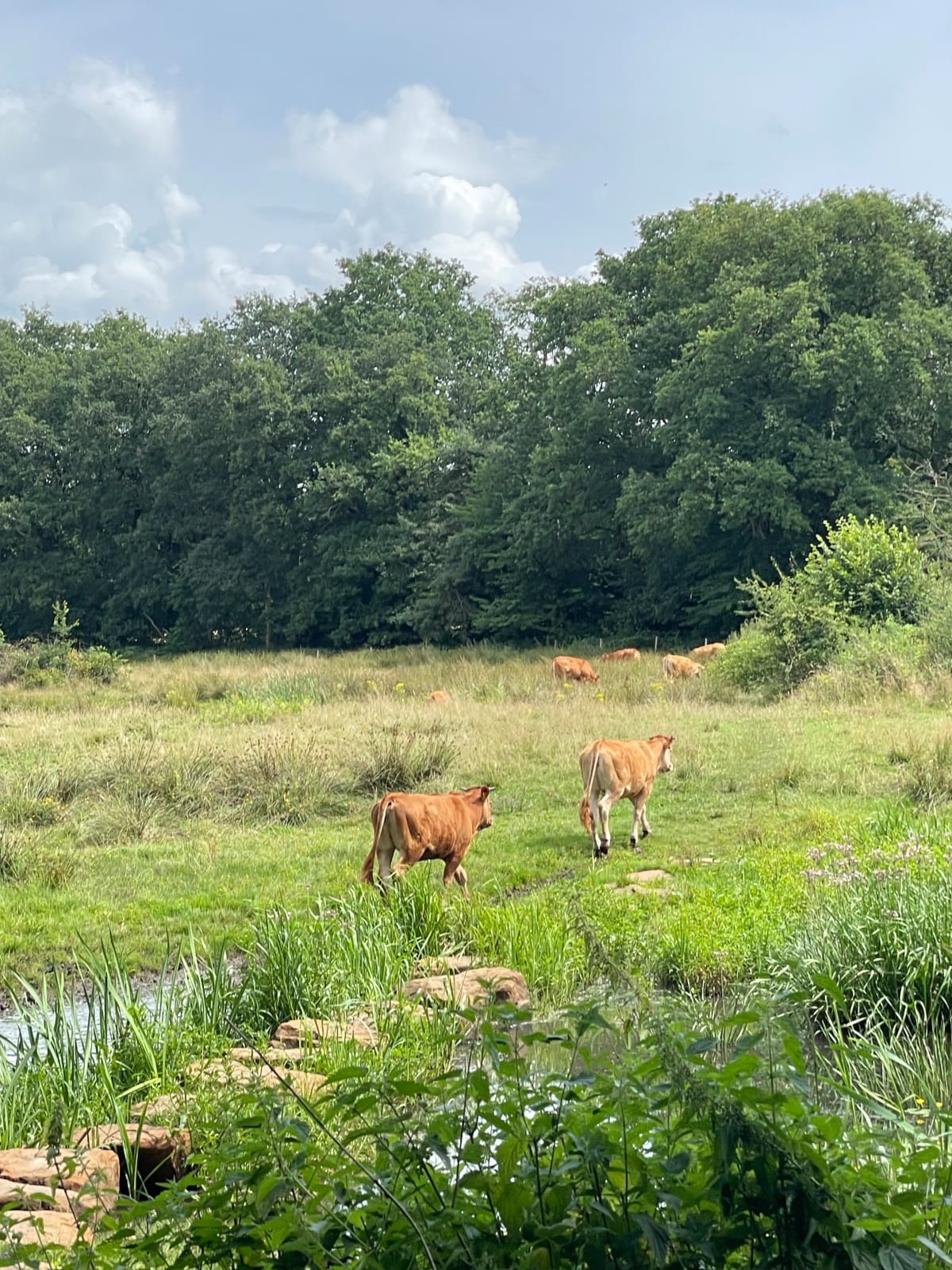 Eerste etappe Reggepad - Ommen