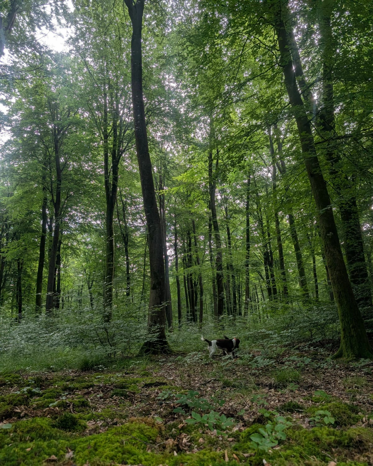 Promenade en Forêt domaniale de Eu et Bellemprise - Rieux