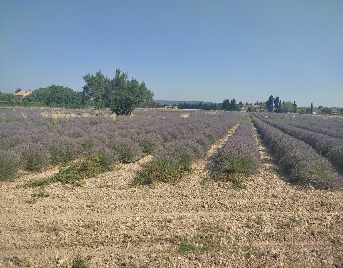 Lavande - vignes - Ventoux et dentelles de Montmirail - Orange
