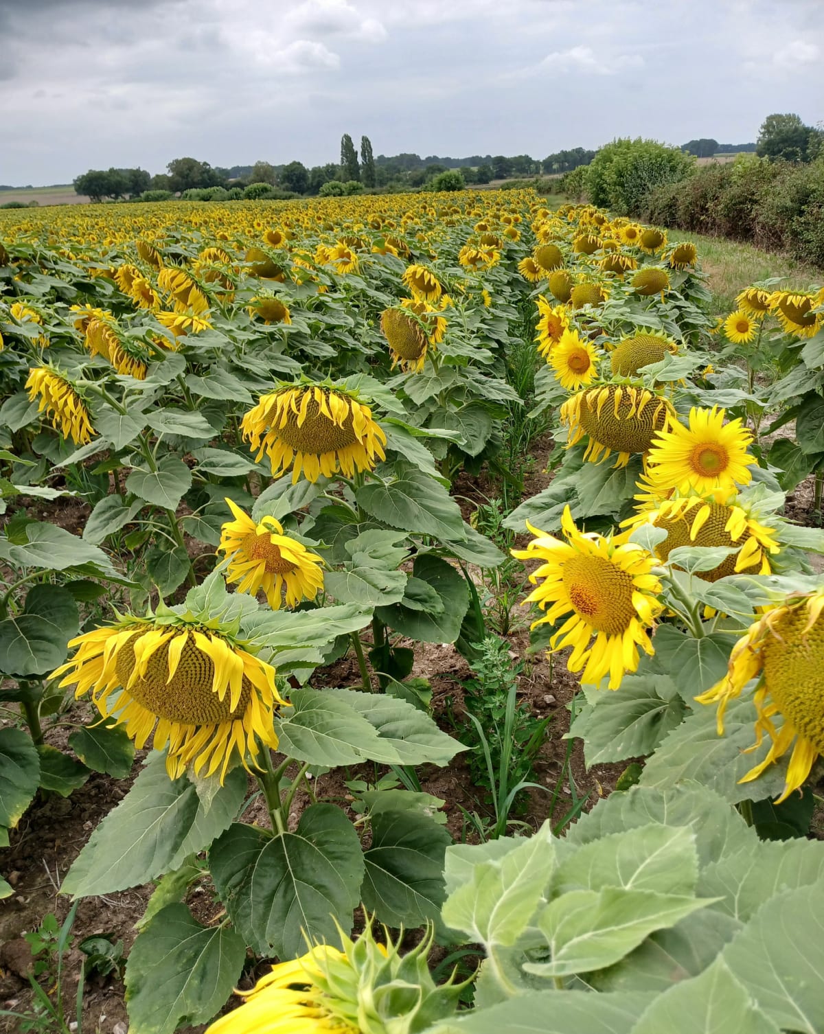Petite rando de la Bénate, par le Pré Clos - Corcoué-sur-Logne