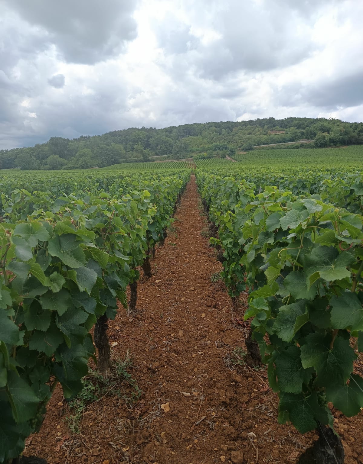 Marche à la Combe du Pré et source de la Crosne - Chenôve