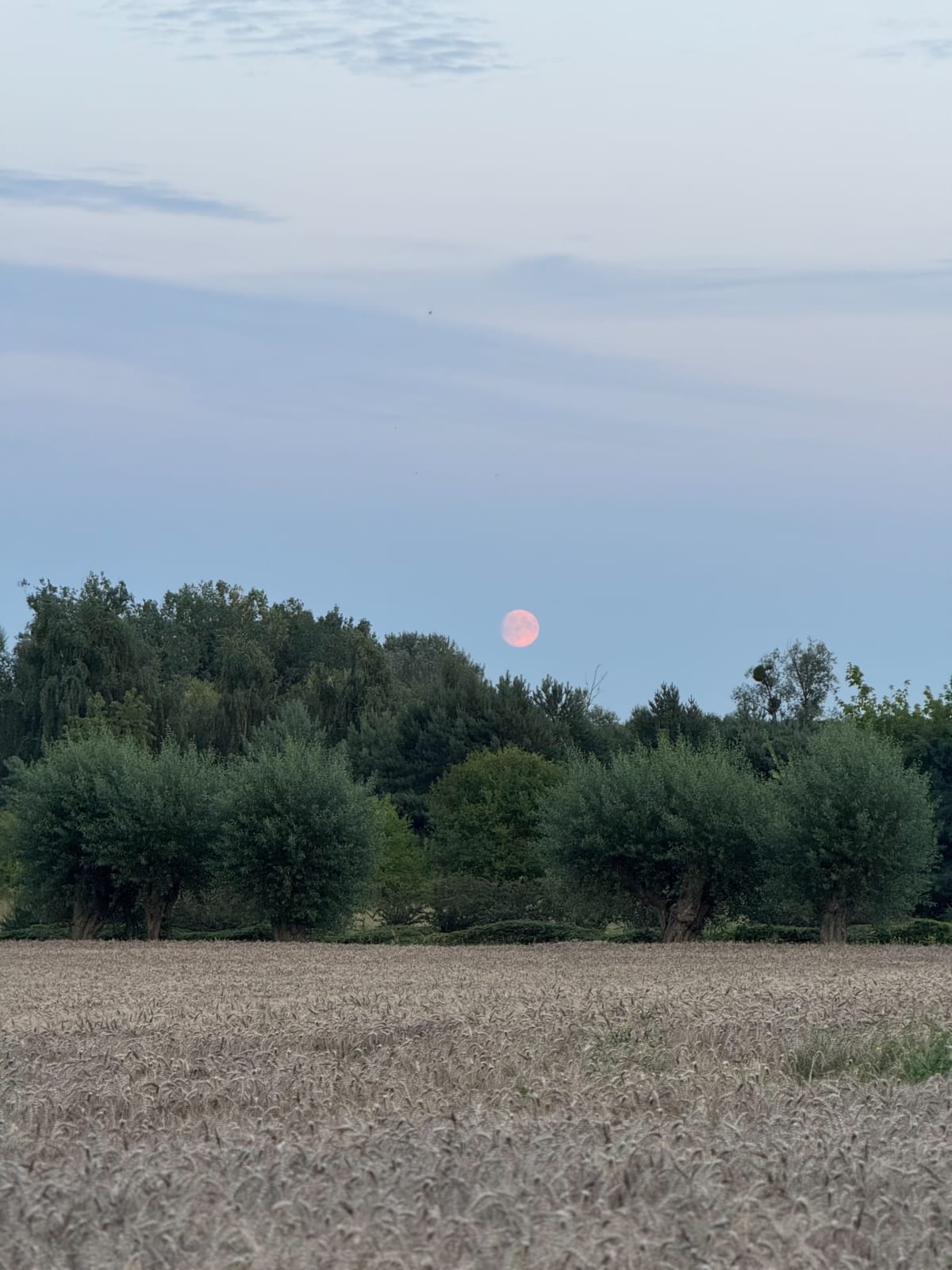 Na odstresowanie - Rokietnica