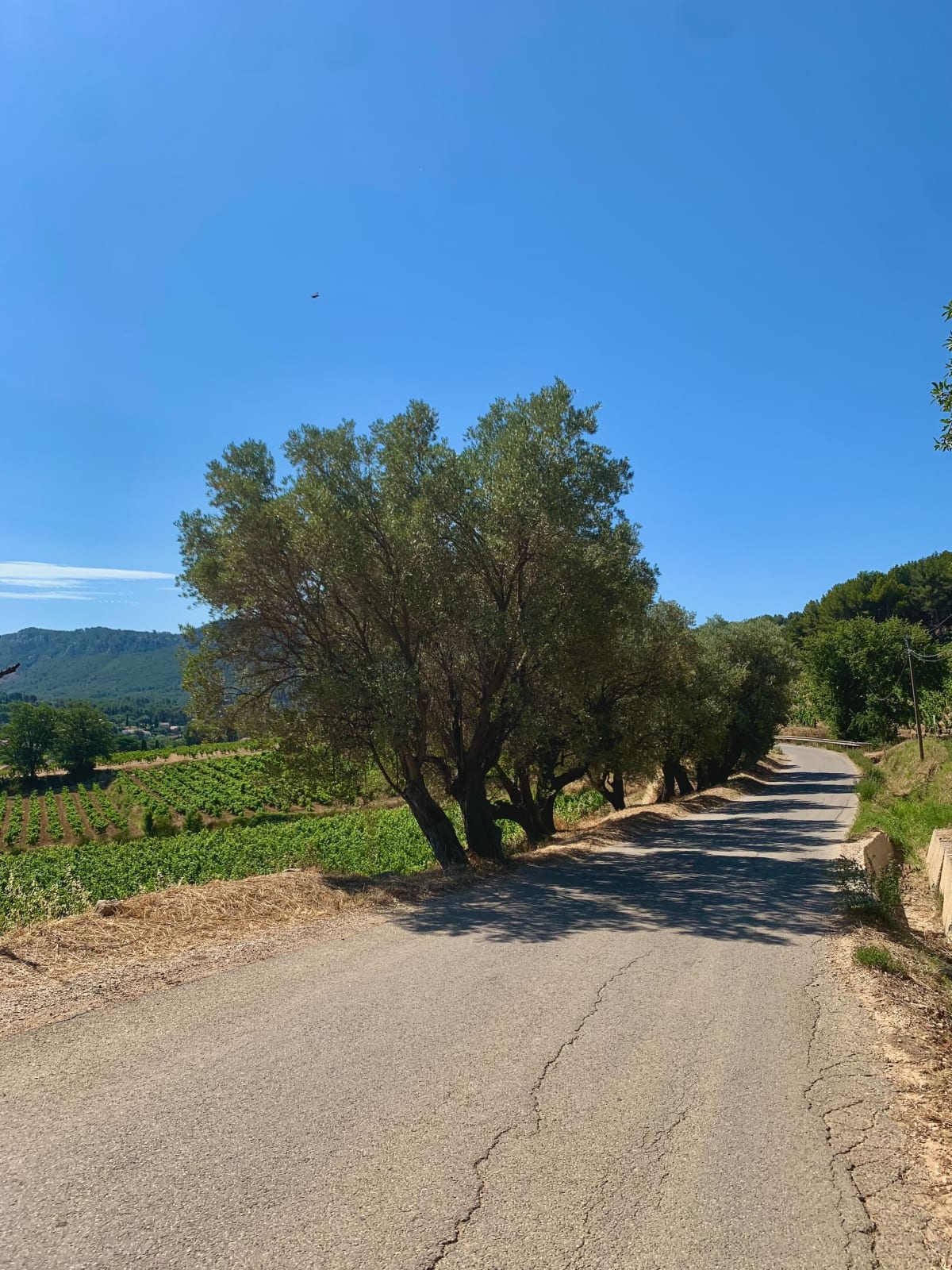 Entre les vignes de Sanary au  Castelet et du Beausset - Sanary-sur-Mer