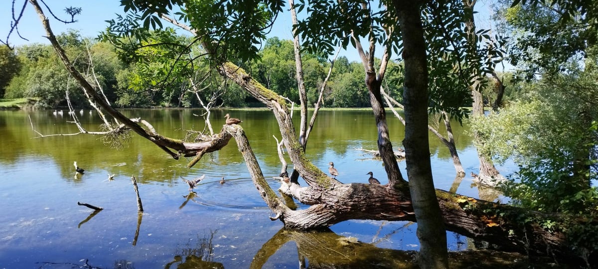 Découverte du Parc de La Ballastière - Malay-le-Grand