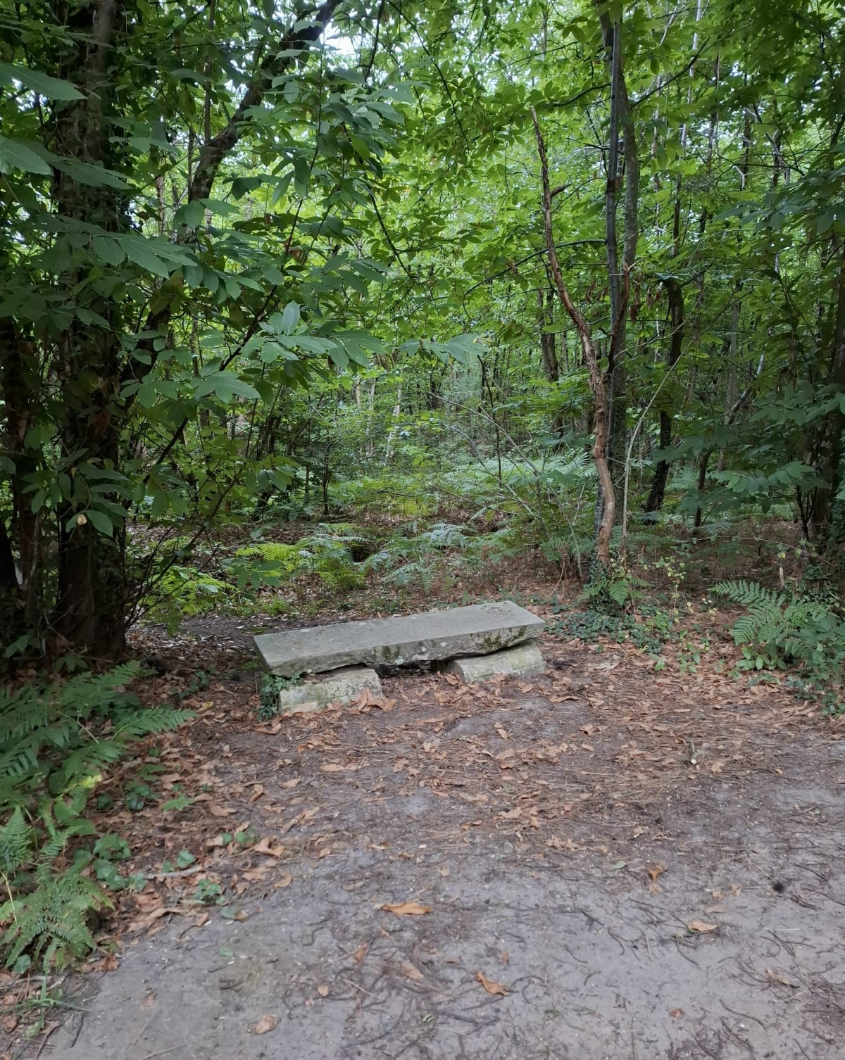 Brion - Fontaine-Guérin - Brion - Les Bois d'Anjou