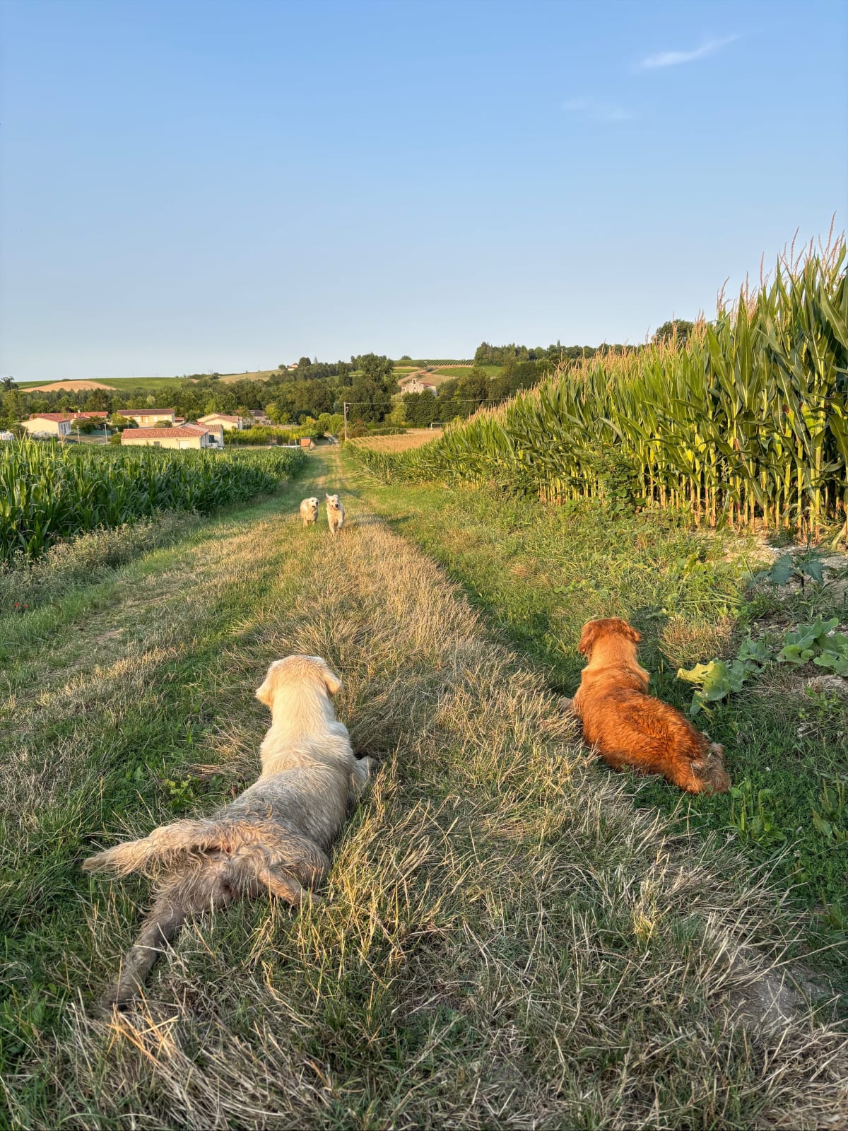 Petite promenade au cœur de la campagne de Baignes - Baignes-Sainte-Radegonde