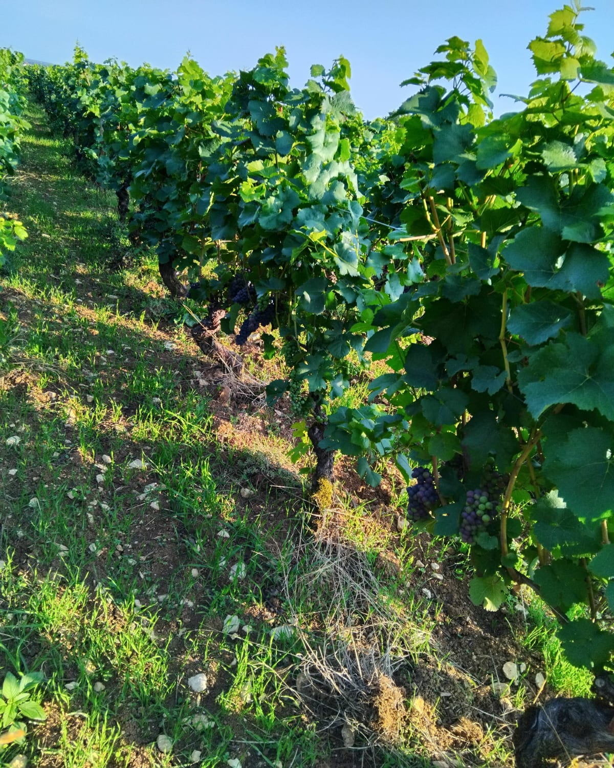 Tour du plateau de Chenôve - Marsannay-la-Côte
