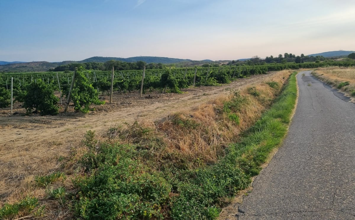 Balade en Minervois depuis Pouzols-Minervois - Pouzols-Minervois