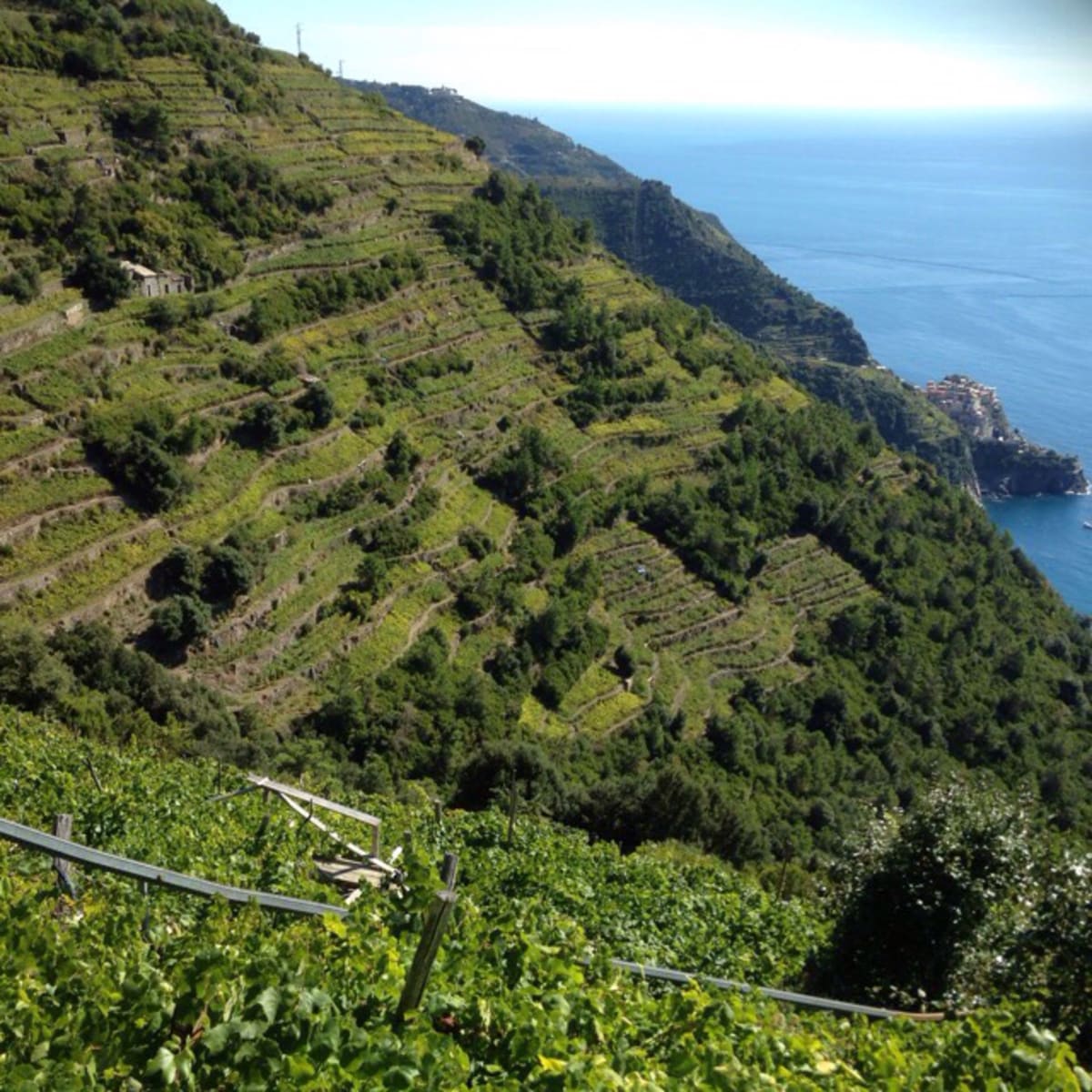 Cinque Terre : le chemin des vignobles - Corniglia