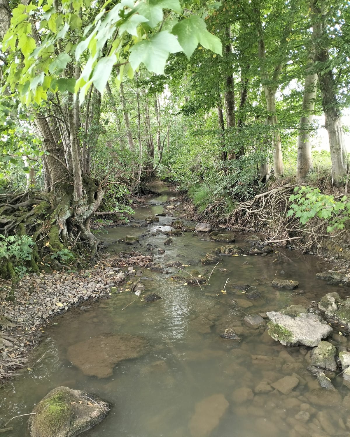 Bocage en Thiérache - Plomion