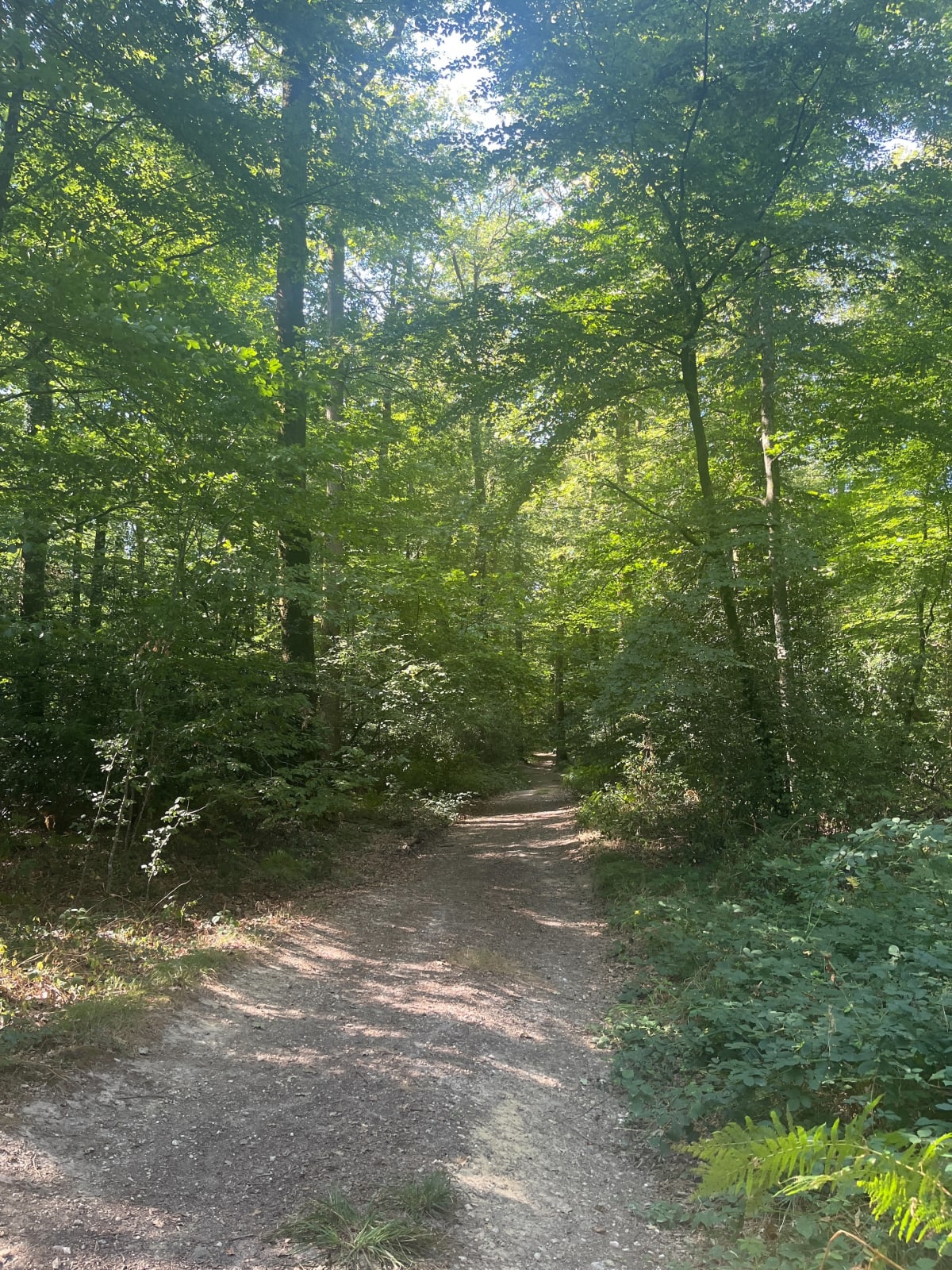 Allée forestière du couvant Epagne - Saint-Maurice-des-Noues