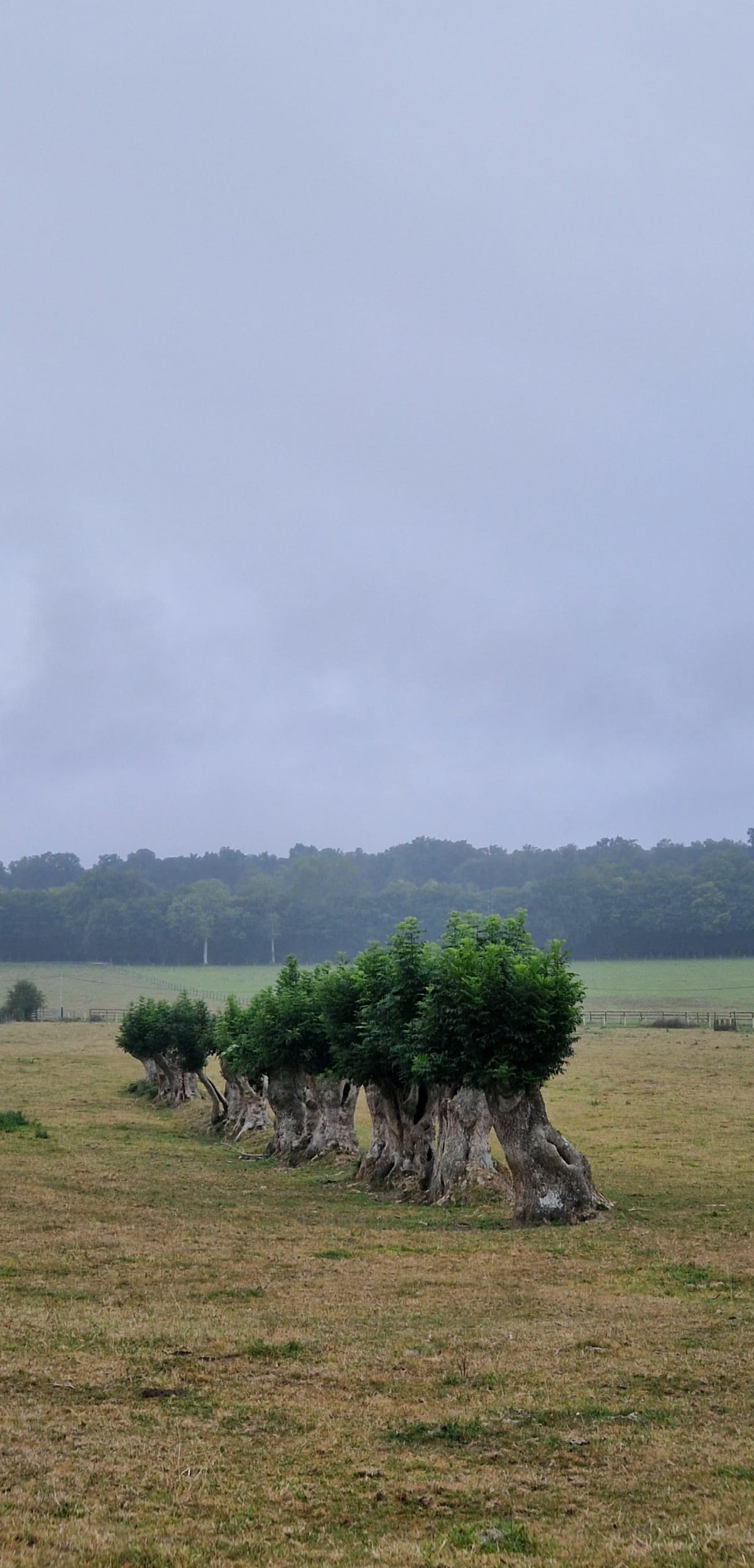 Chemin de l'Egyptienne à Campigny - Campigny