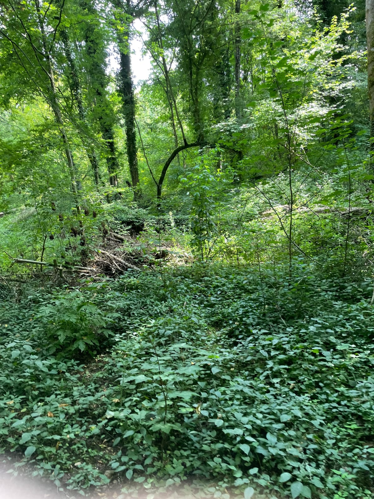 Balade énergique autour de Château-Renard - Gy-les-Nonains