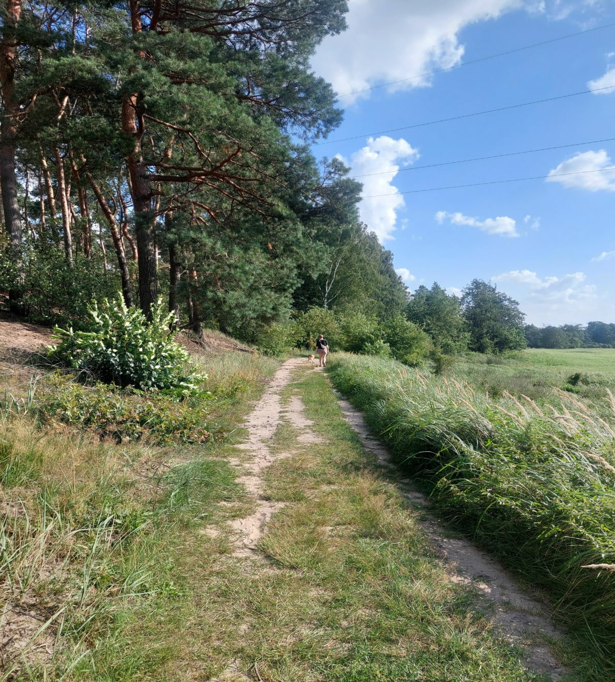 Do pomnika przyrody Dąb Amelii - Wieniec-Zalesie