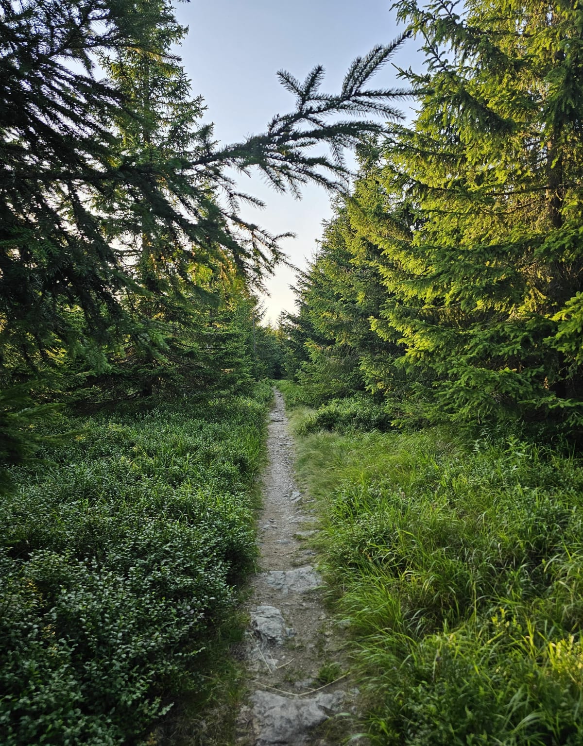 Szpindlerowy Młyn - Predni Planina - Špindlerův Mlýn