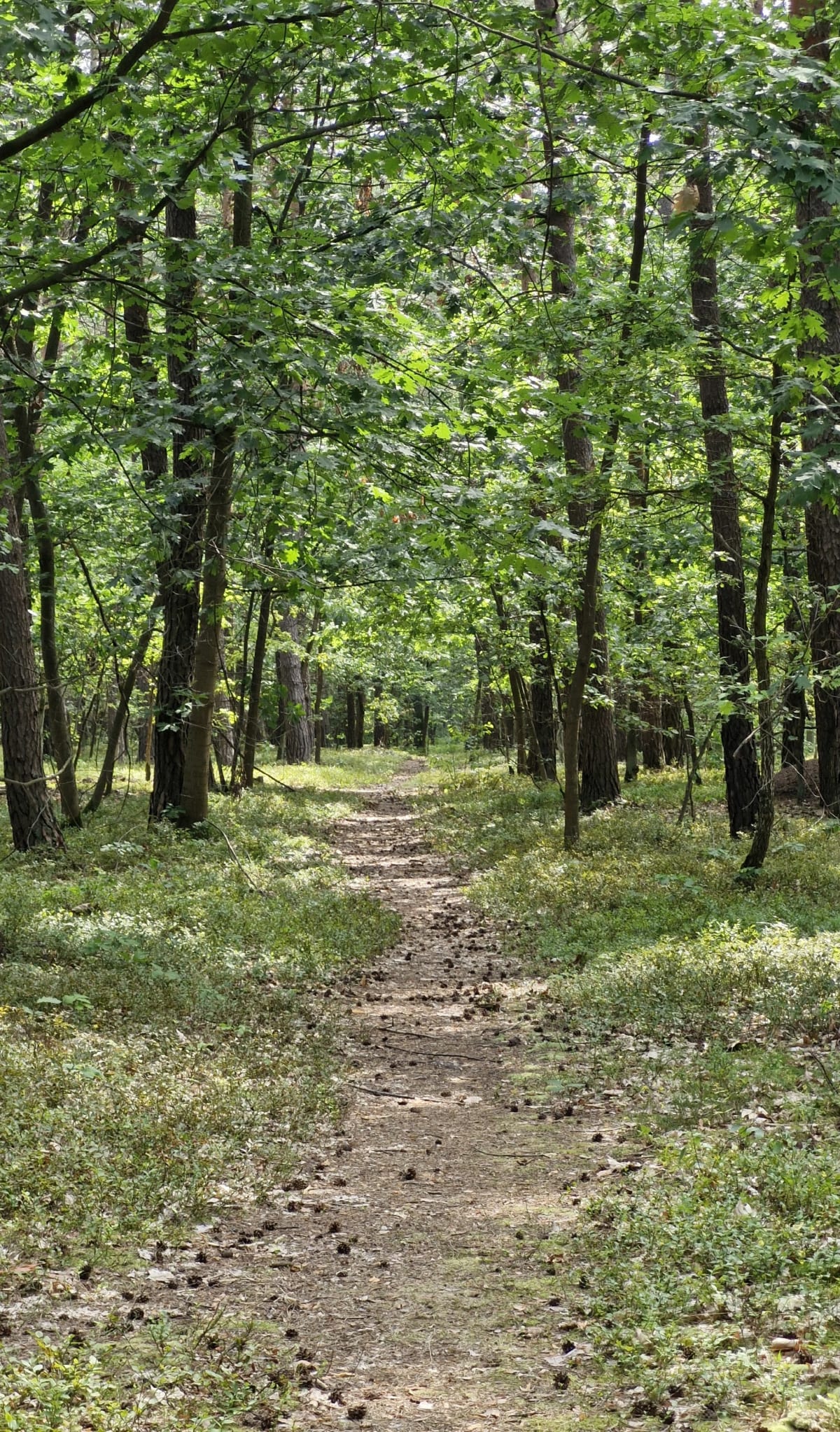 Sękocin 7 km - Łazy