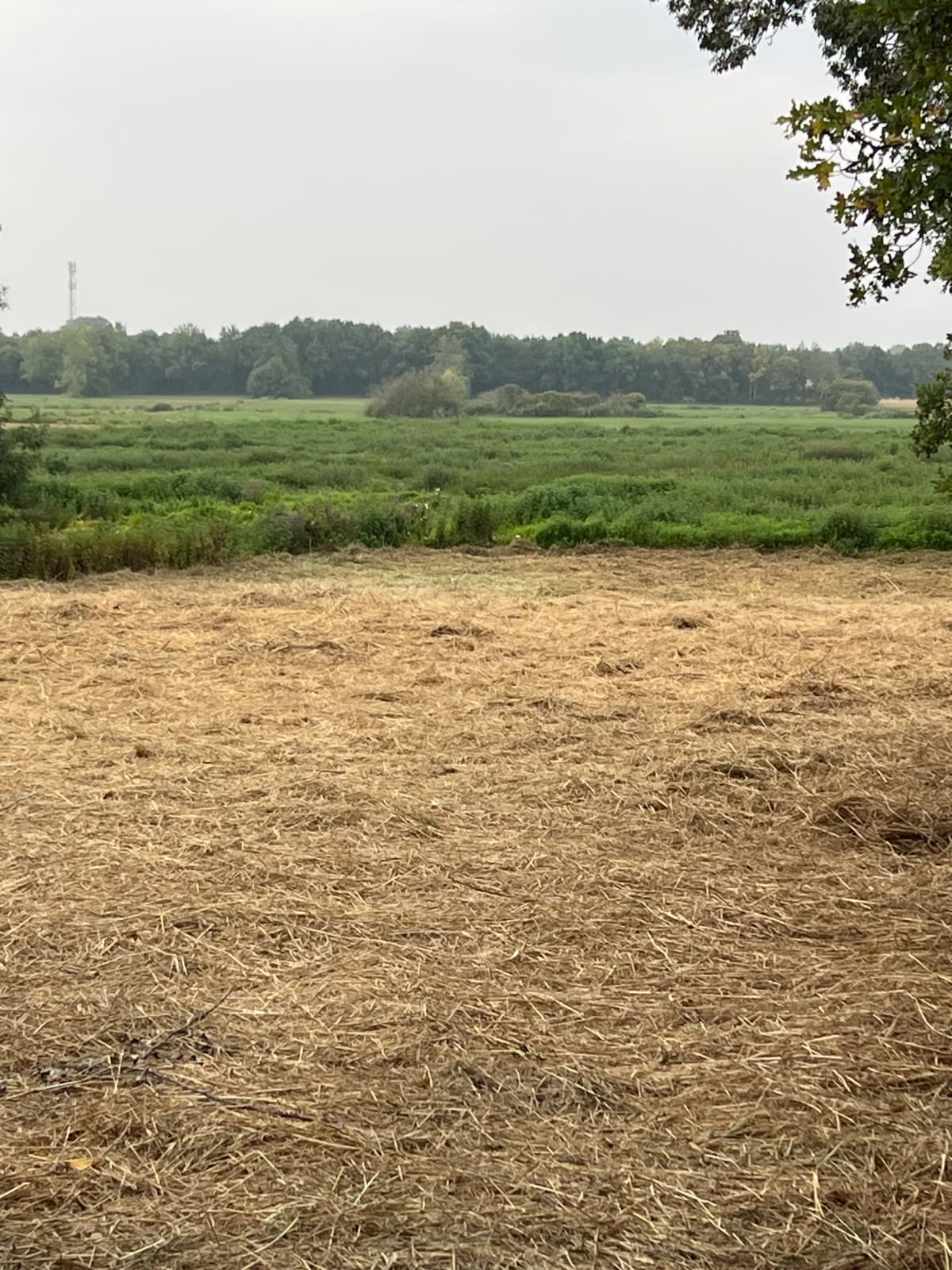 Entre marais du Ténu et lac de Grand-Lieu - Saint-Mars-de-Coutais