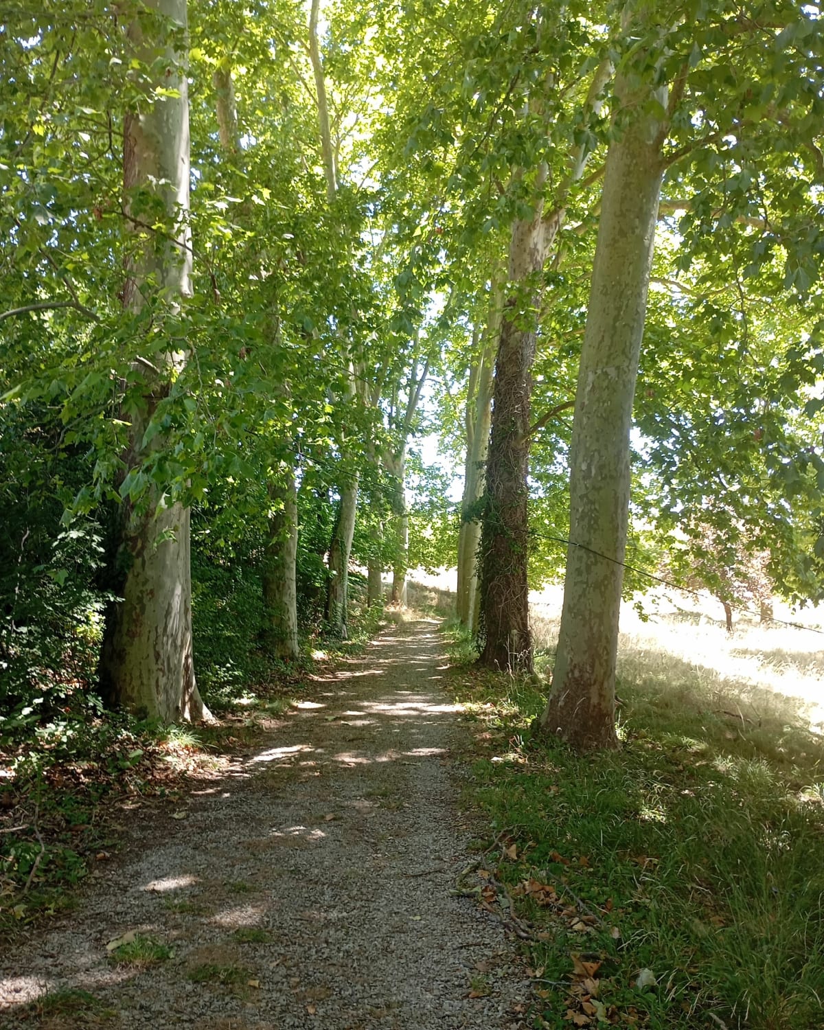 Au Soleil de Verfeil, par Lespinasse - Verfeil