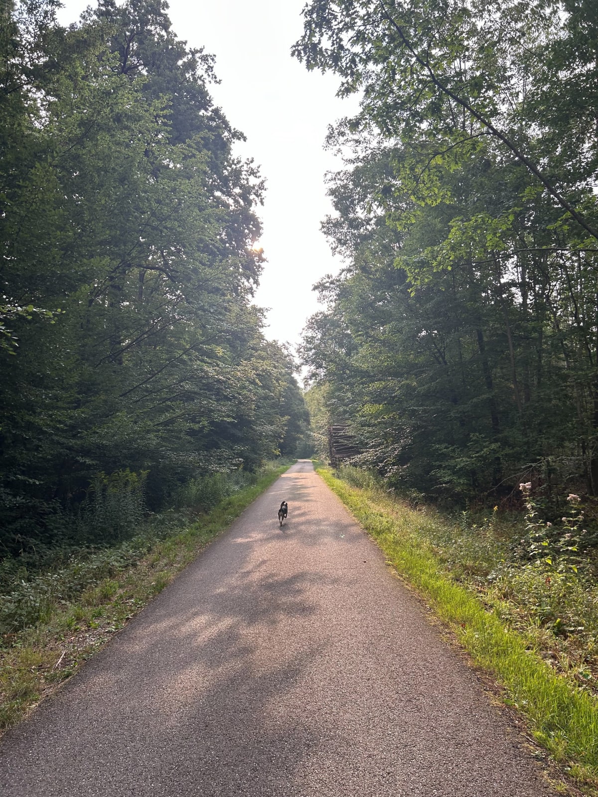 Près du gros chêne d'Haguenau - Haguenau