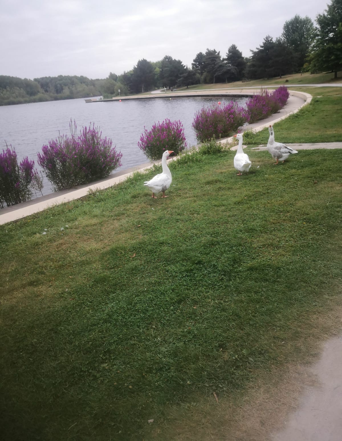 Lac du Parc Gayant à Douai - Douai