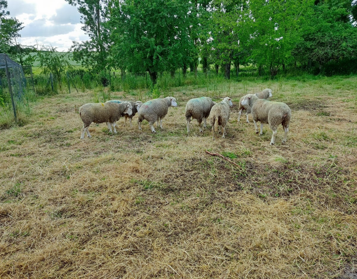 Boucles en passant par les étangs de Viry-Noureuil - Viry-Noureuil