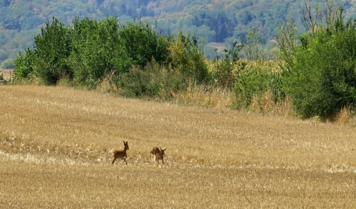 Petit tour autour du Peyroux de Montcel - Montcel