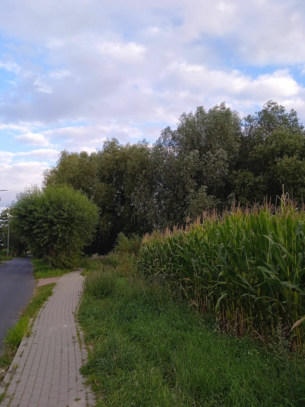 Ceradz Kościelny - Więckowicka --Kalwowska - Ceradz Kościelny
