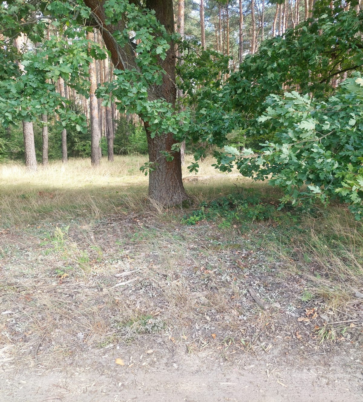 Pole dzikowo wałowice - Pole