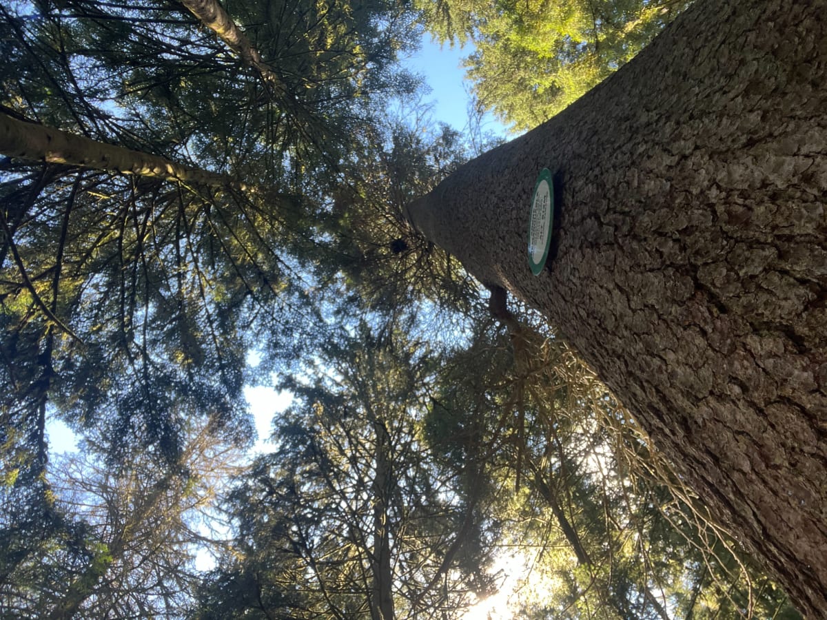 À la découverte d’un arbre remarquable à Kichompré - Gérardmer