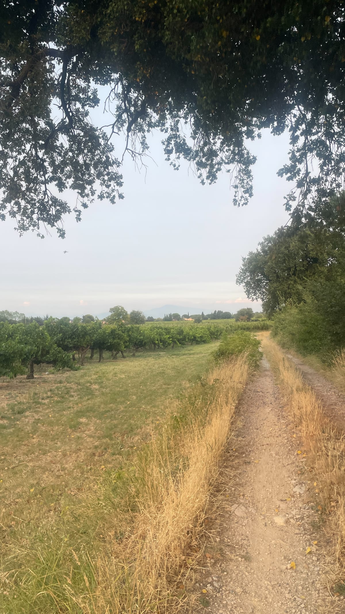Marche du soir autour de Saint-Victor-la-Coste - Saint-Victor-la-Coste