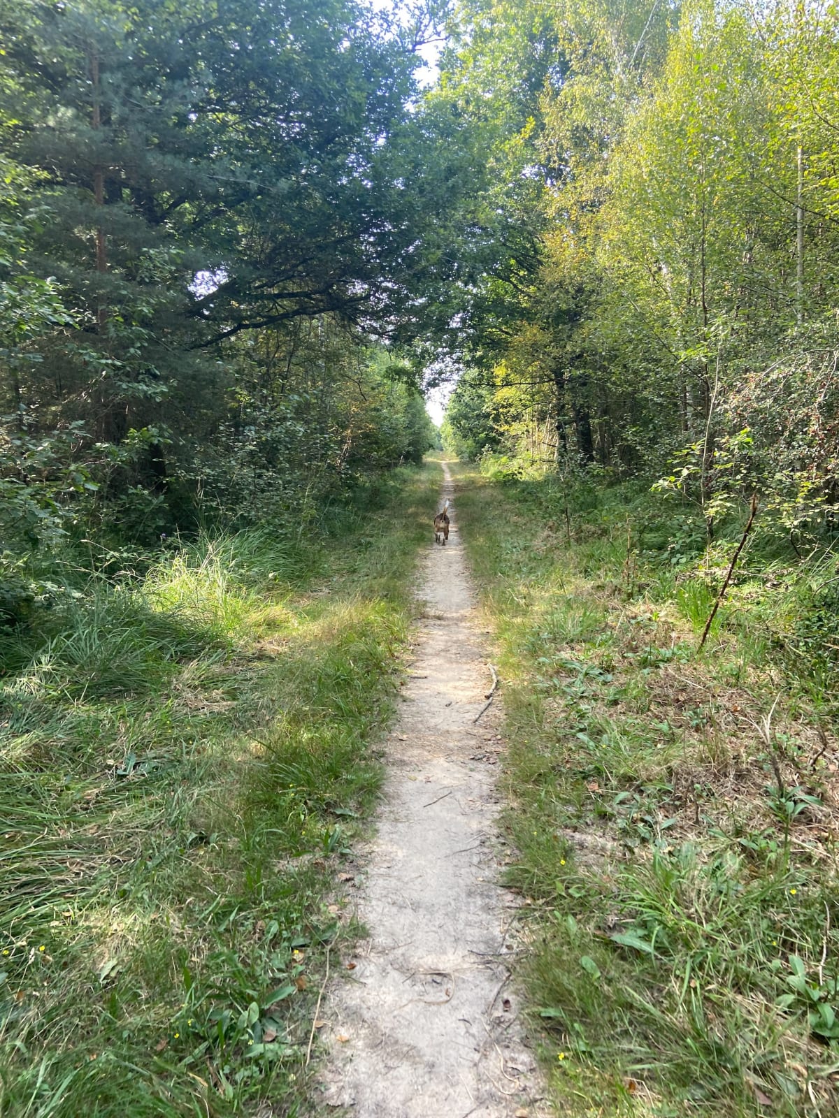 Balade en forêt de Rambouillet - Rambouillet