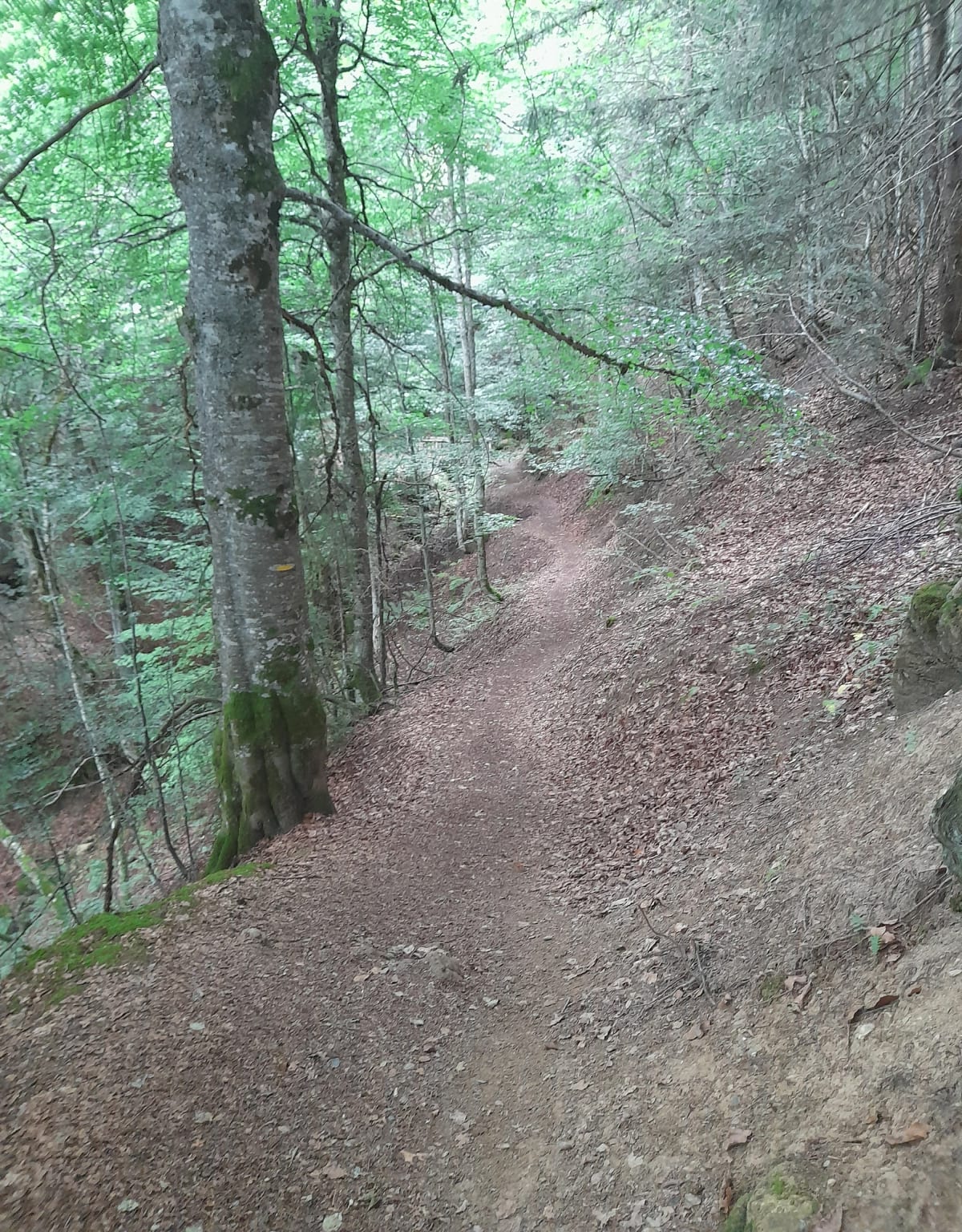 Promenade dans les alpages de Lachat - NADINE