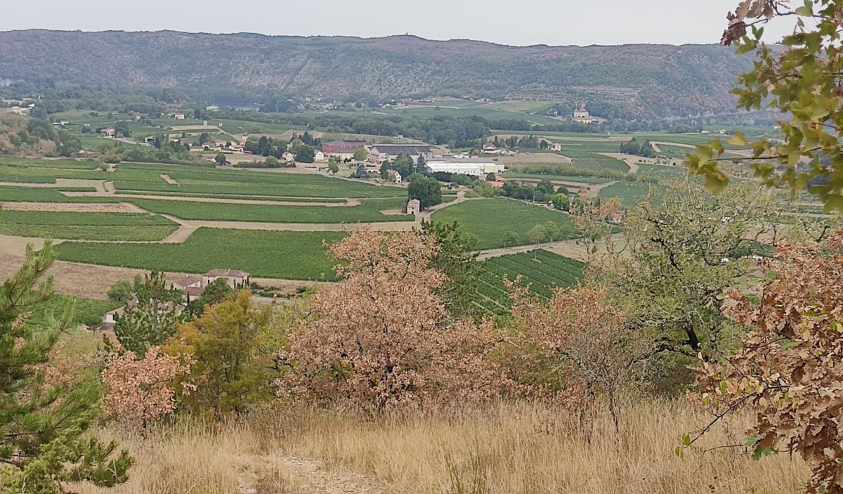 Les côteaux de Parnac - Laurent