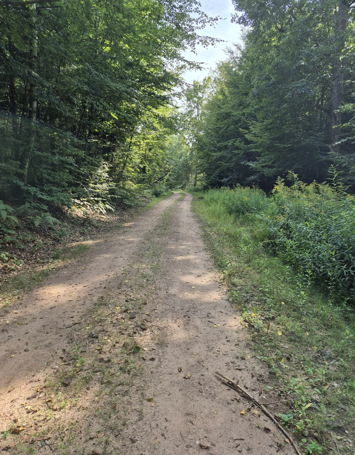 Balade en forêt de Saint-Quirin - Jérémy