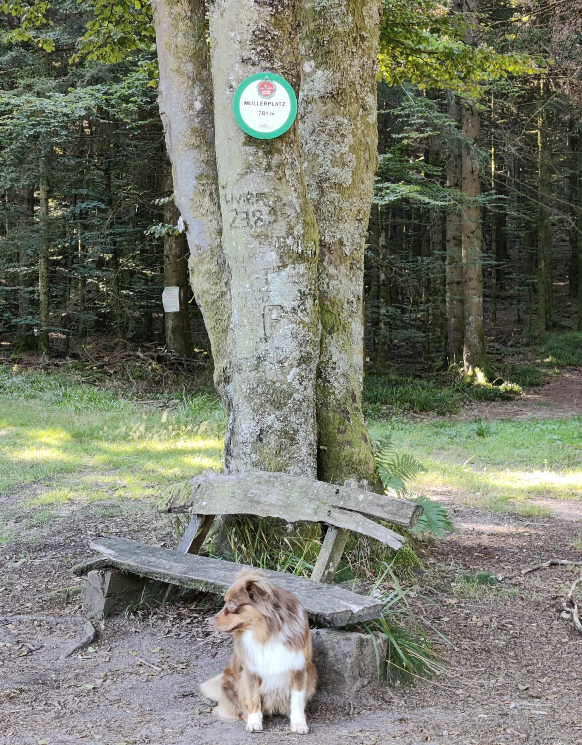 De Russ au Mullerplatz - DOMINIQUE