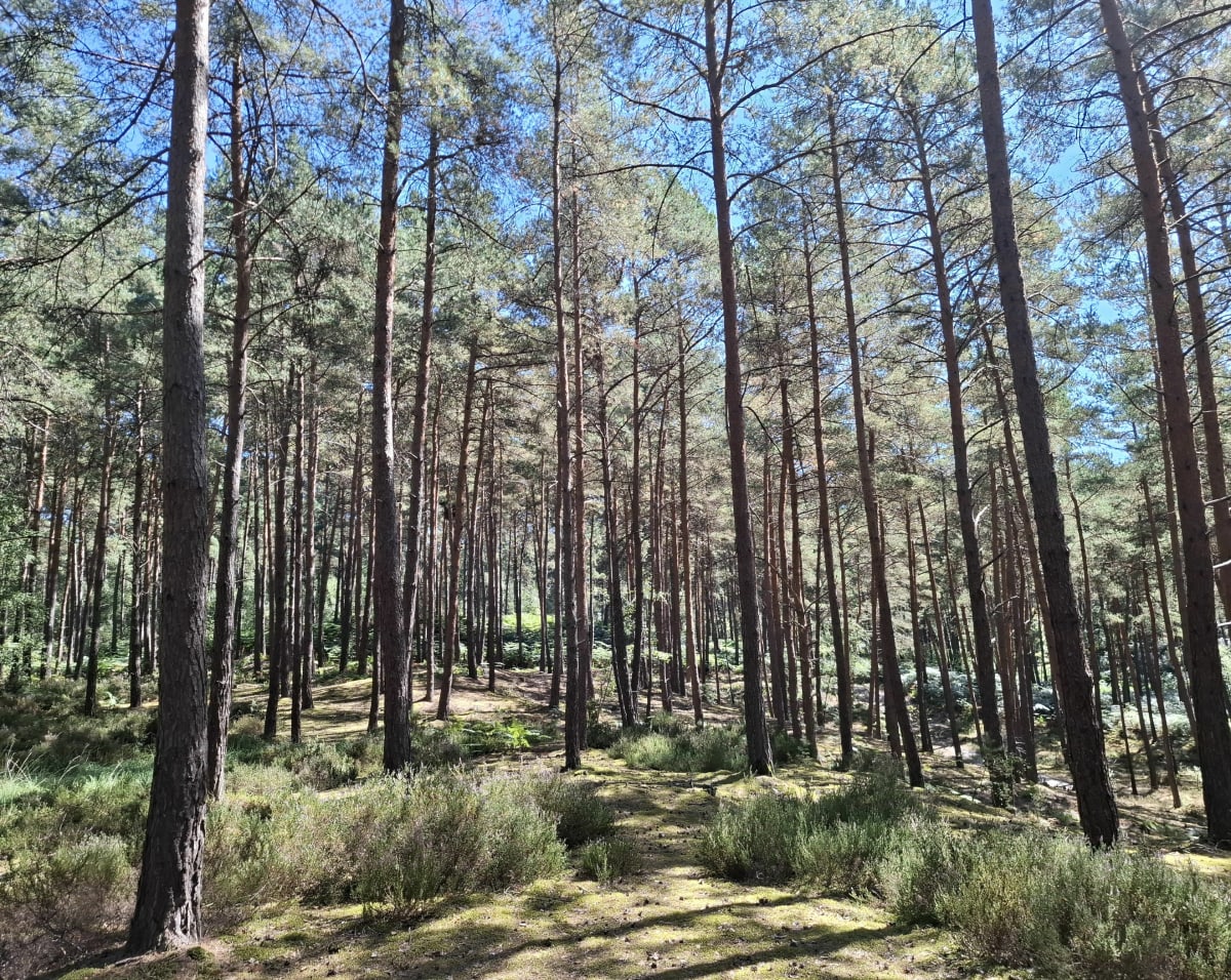 Forêt d’Ermenonville, forêt enchantée - Oriane