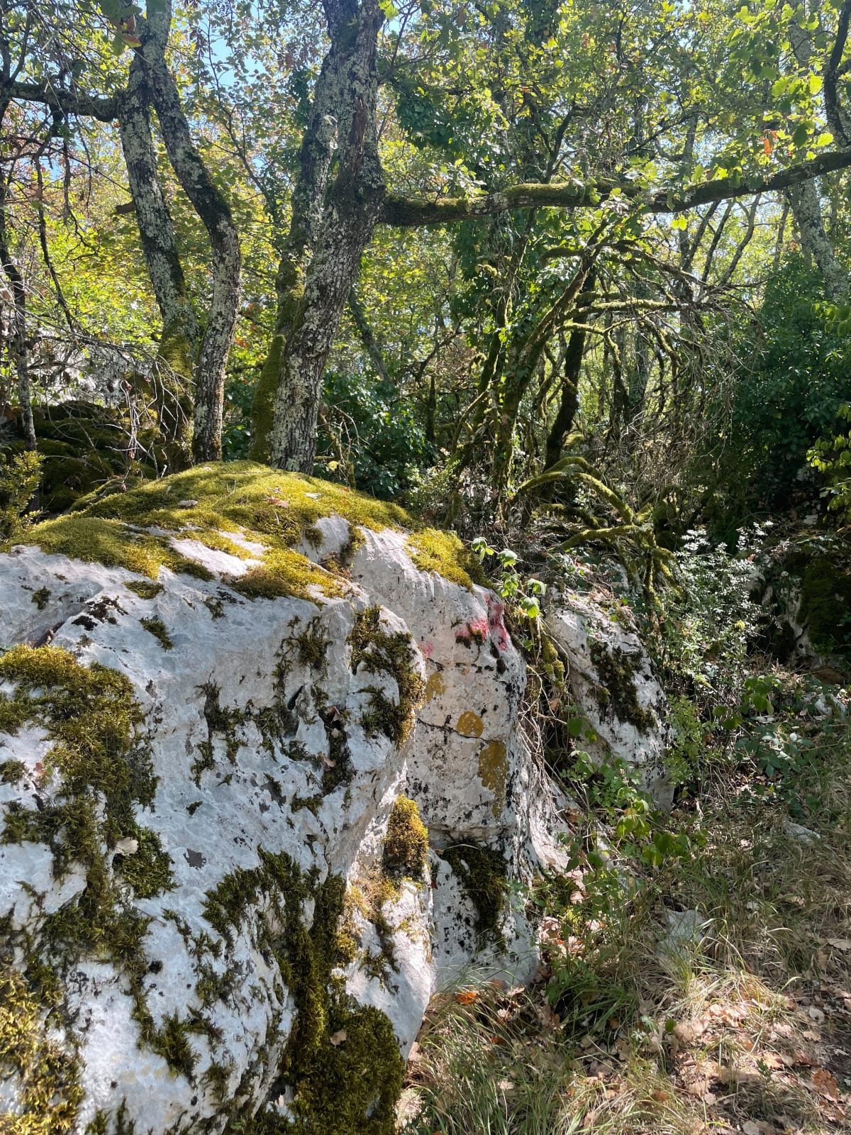 Aven du Remejadou et forêt enchantée - Joyeuse