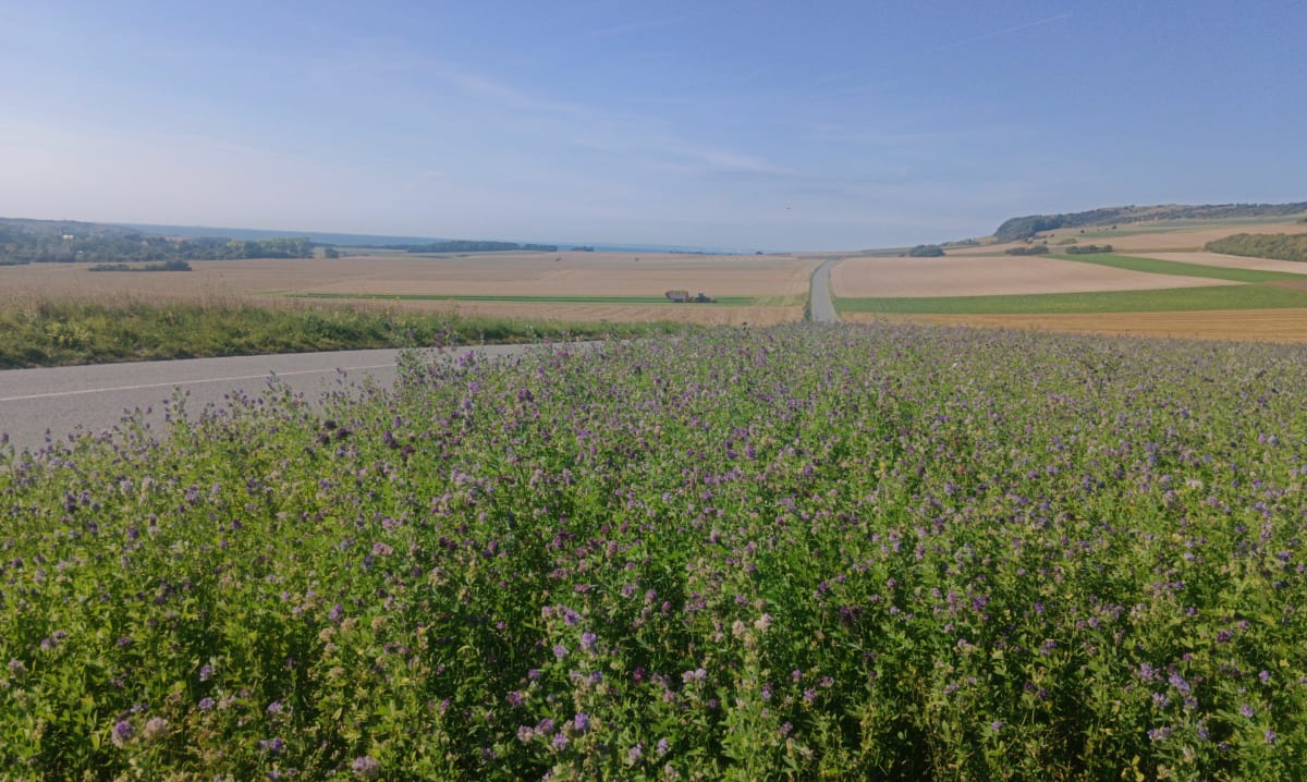 Wissant par la campagne - Séverine