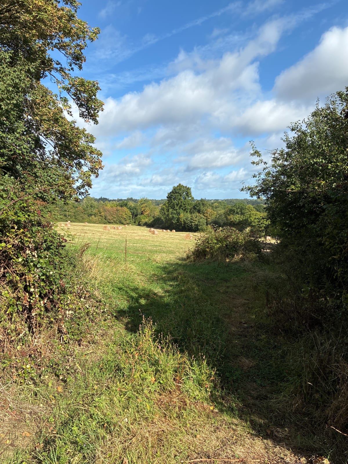 En passant par les haras de la vallée de la Touques - ROGER